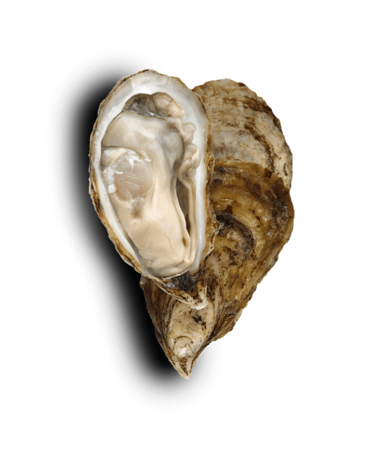 Oyster Shell Image